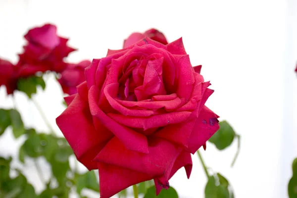 Mooie Rode Roos Een Witte Achtergrond — Stockfoto