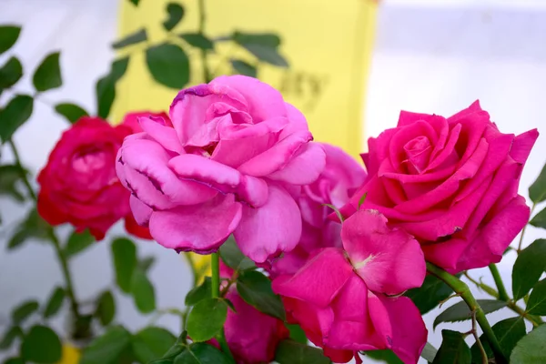 Mooie Roze Roos Bloem Tuin — Stockfoto
