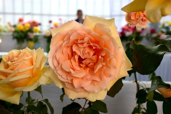 Rosas Com Flores Amarelas Fundo — Fotografia de Stock
