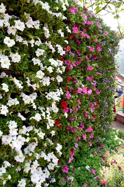 Beautiful White Flowers Background Sunny Day — Stock Photo, Image