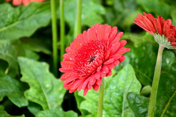 Vista Cerca Hermosas Flores Amapola Roja — Foto de Stock