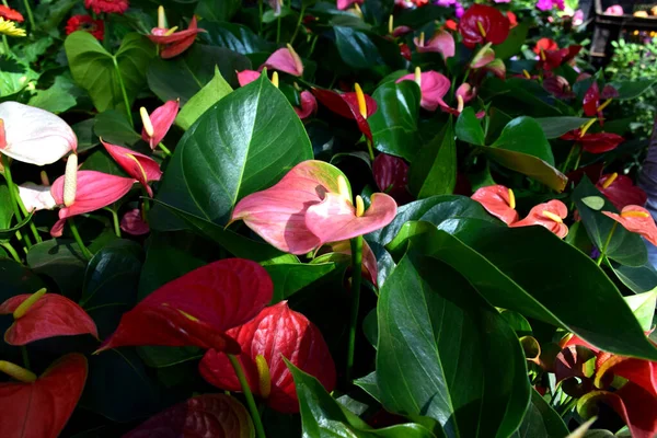 stock image beautiful flowers in the garden