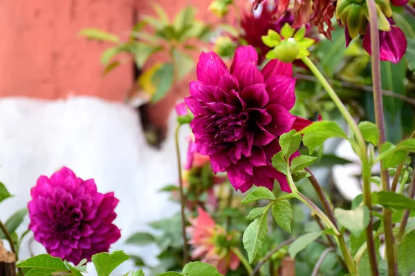 stock image beautiful pink dahlia flower in the garden