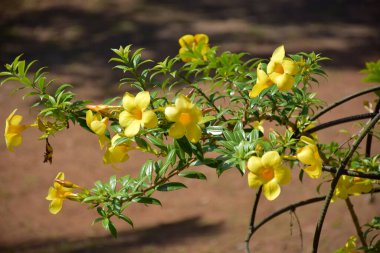 Bahçedeki güzel çiçekler
