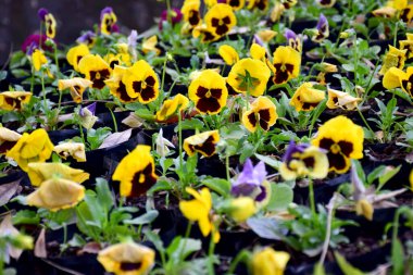 Bahçedeki sarı çiçekler