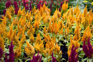 Yerdeki güzel çiçekler