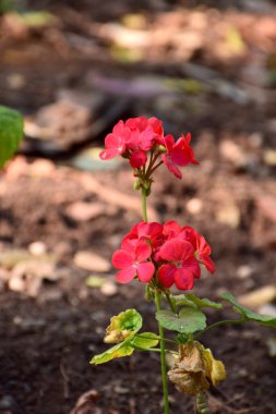 Bahçedeki kırmızı çiçek