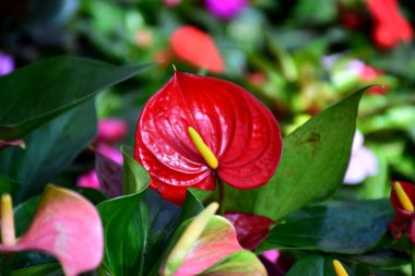 Güzel botanik fotoğrafı, doğal duvar kağıdı.