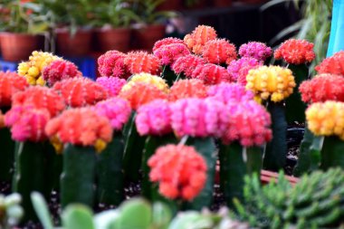 Bahçedeki güzel çiçekler