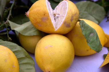 Ortasında yeşil yapraklar olan olgun portakallar.