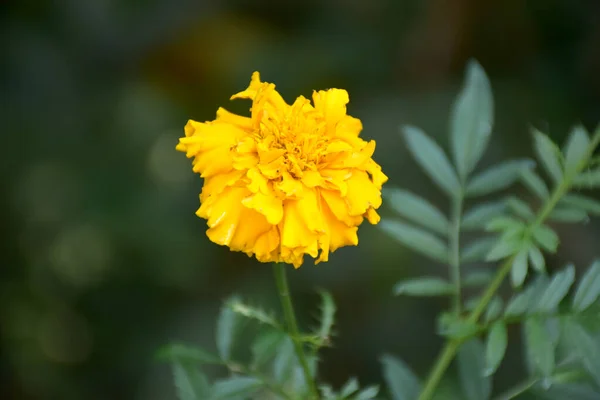 Желтый Цветок Саду — стоковое фото