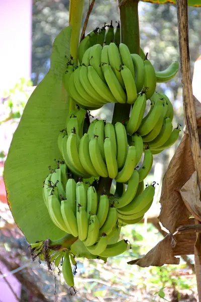 Банан Саду — стоковое фото