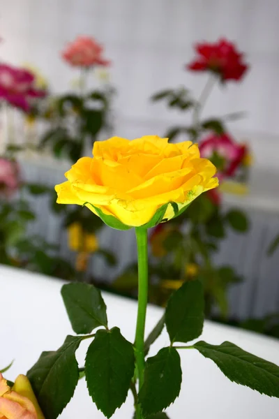 Bellissime Rose Gialle Giardino — Foto Stock