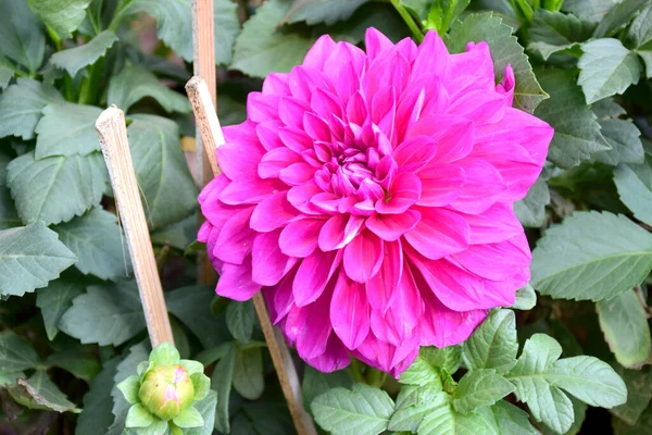 Hermosa Flor Dalia Rosa Jardín — Foto de Stock