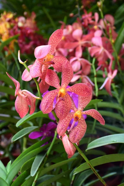Орхидея Тропическом Саду — стоковое фото