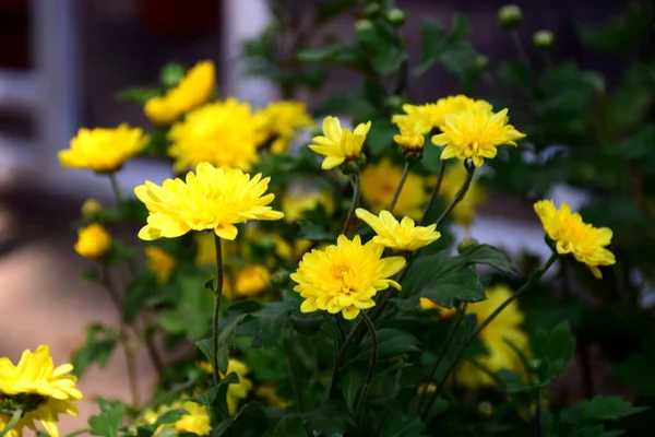 Желтый Цветок Клумбе Саду — стоковое фото