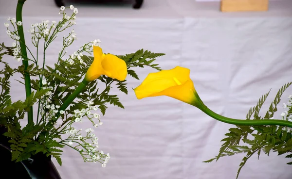Belas Flores Pote Fundo Amarelo Conceito Verão — Fotografia de Stock