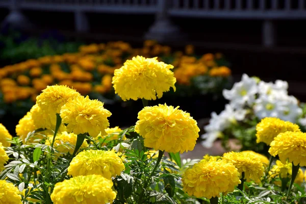 Flores Crisantemo Amarillo Jardín — Foto de Stock