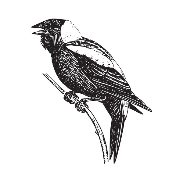 Black White Drawing Bird Branch — Stock Vector