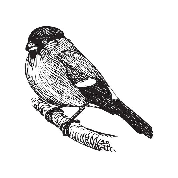 枝に鳥の絵を描く — ストックベクタ