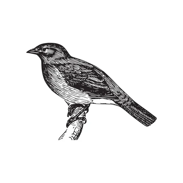 Eine Zeichnung Eines Vogels Der Schwarz Und Weiß Ist — Stockvektor