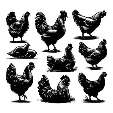 Set of Chicken silhouettes isolated on a white background, Vector illustration. clipart