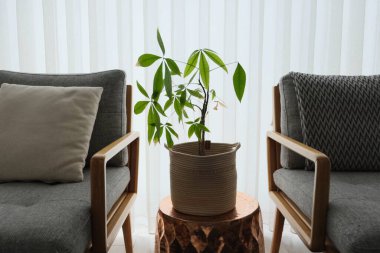 Para ağacı bitkisi yan masada ve iki koltuğun arasında. Pachira evin penceresinin önünde..  