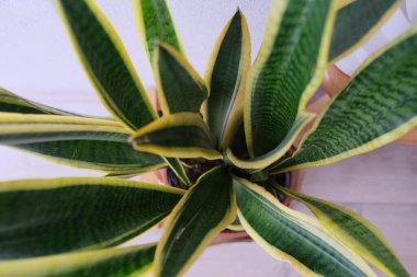 Yılan bitkisinin manzarası. Kayınvalidenin dilinin üst görüntüsü. Sansevieria 'ya yakın.. 