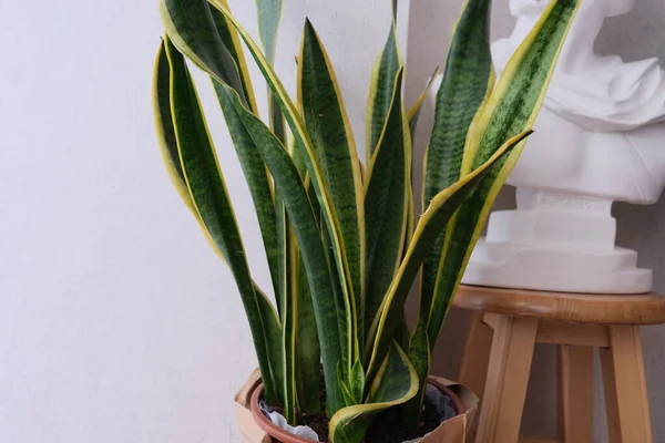 The view of snake Plant. Top view of mother-in-law\'s tongue. The sansevieria is near the statue.