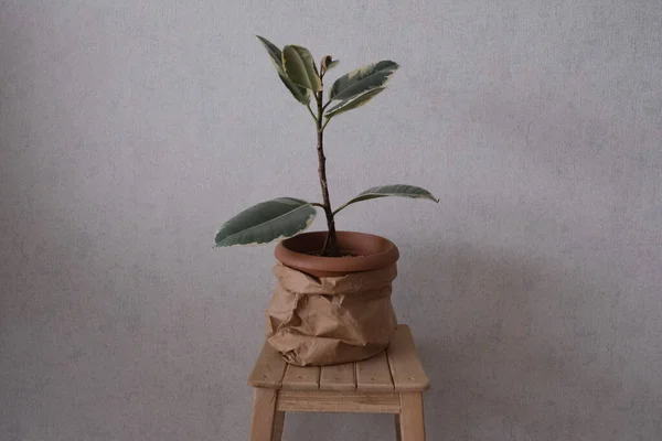 Rubber plant, Ficus Plant in a pot covered with paper bag on a coffee table, Ficus Elastica or Rubber Plant.