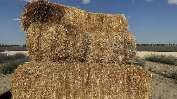 一堆正方形的稻草 田里的小麦黄金干草 乌云密布的干草 — 图库照片