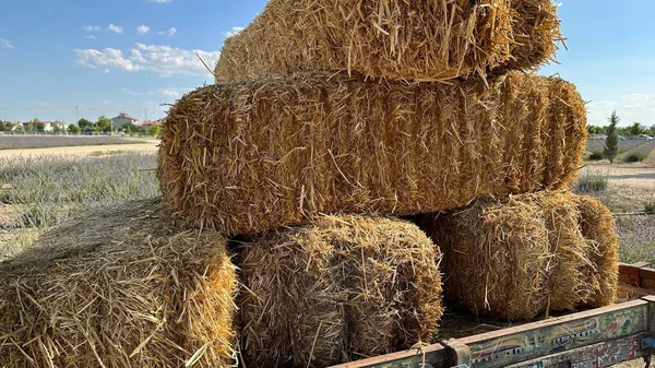 Wheat gold hay in field. Pile of square bales of straw. Bales of hay with an old farm tractor on a ranch.