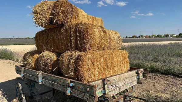 Wheat gold hay in field. Pile of square bales of straw in the end of summer. Bales of hay with an old farm tractor on a ranch.