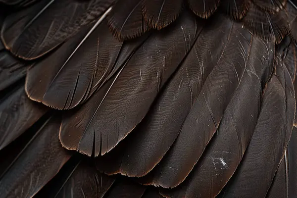 Arka plan Griffin tüyü, Griffon akbaba tüyü, fantezi gerçekçi kavram.