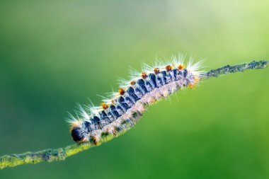 Vahşi doğada böceğe yakın çekim