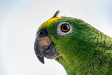 Şirin bir papağanın portresi