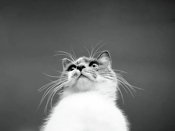 Schwarz Weiß Foto Einer Katze Die Mit Weißen Schnurrhaaren Aus — Stockfoto