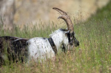 Corvara - Ağustos: Piz Boe 'da genç bir dağ keçisi