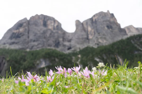 Widok Sellaronda Koło Colfosco Cascate Piscandu Kwiaty Bliska — Zdjęcie stockowe