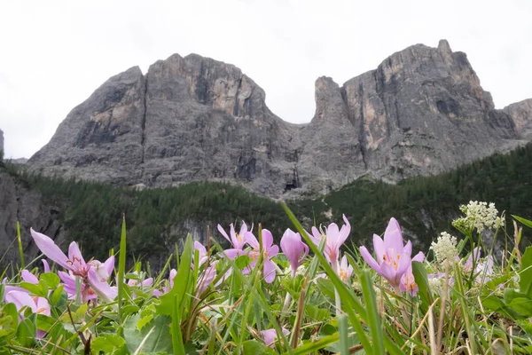 Colfosco yakınlarındaki Sellaronda manzarası - Cascate Piscandu '- çiçekleri kapat