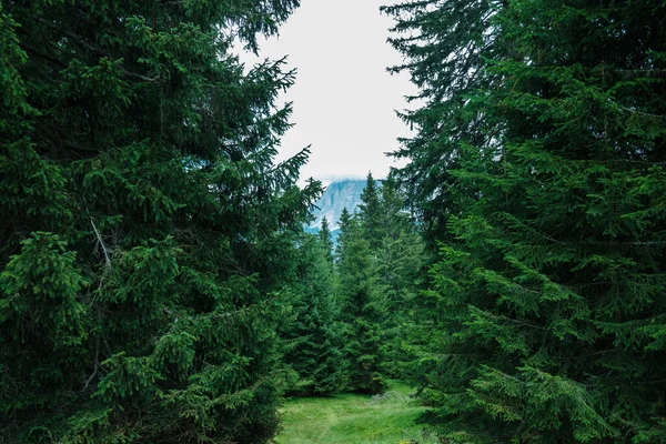 Stock image Corvara - August: Forest panorama in a cloudy day