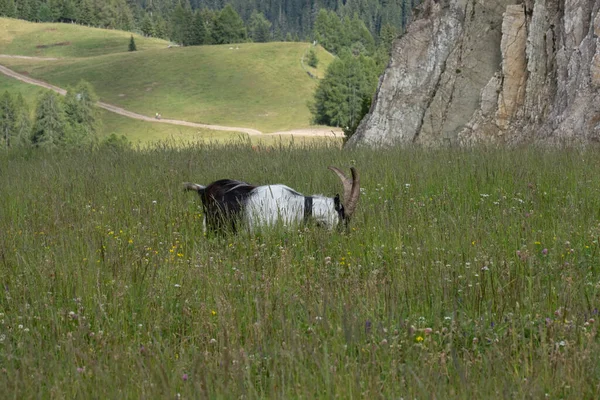 Corvara August Young Mountain Goat Piz Boe — 图库照片
