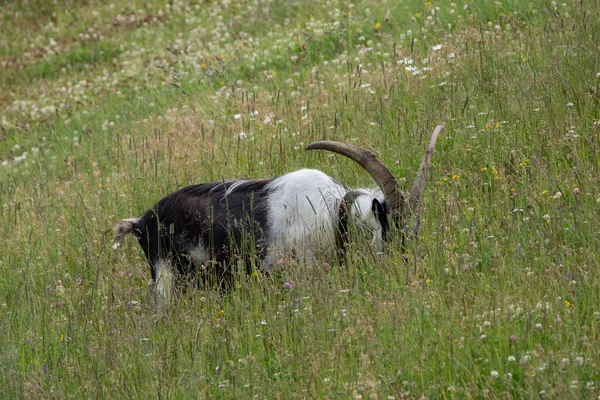 Corvara Agosto Una Joven Cabra Montaña Piz Boe — Foto de Stock