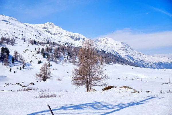 Col Bernina Célèbre Train Rouge Traverse Lac Blanc Paysage Incroyable — Photo