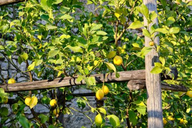 Limone del Garda 'da limon ağacı koruluğu ve arka planda Garda Gölü, Lombardy, İtalya