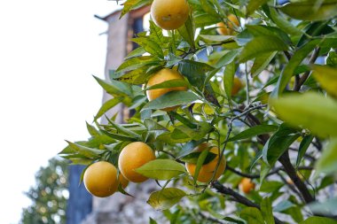 Limone del Garda 'da limon ağacı koruluğu ve arka planda Garda Gölü, Lombardy, İtalya