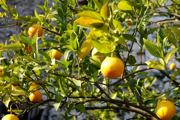 Lemon Tree Grove Limone Del Garda Lake Garda Background Lombardia — Fotografia de Stock