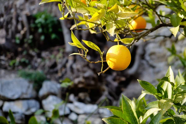 背景にガルダ湖とリモーネ ガルダのレモンの木の森 ロンバルディア州 イタリア — ストック写真