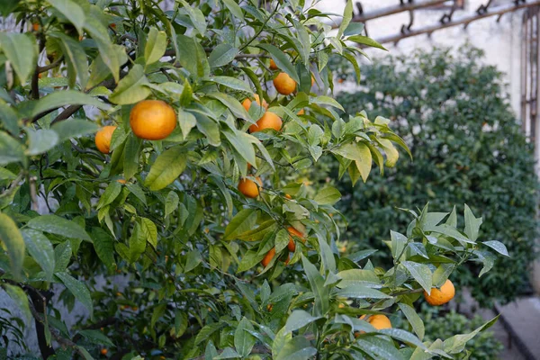 Limone Gardasjön Italien Europa Utsikten Över Limonaia Citron Och Apelsin — Stockfoto