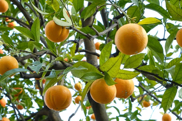 Limone del Garda 'da limon ağacı koruluğu ve arka planda Garda Gölü, Lombardy, İtalya